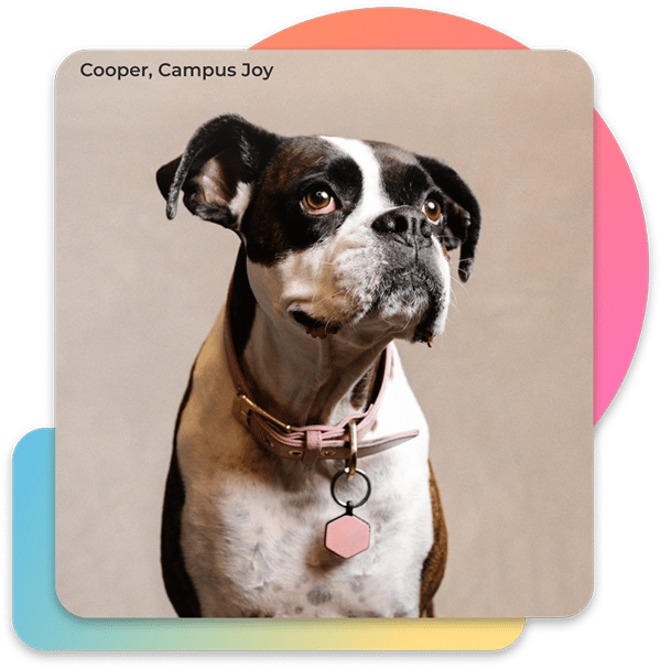 Photo of Cooper, the office dog
