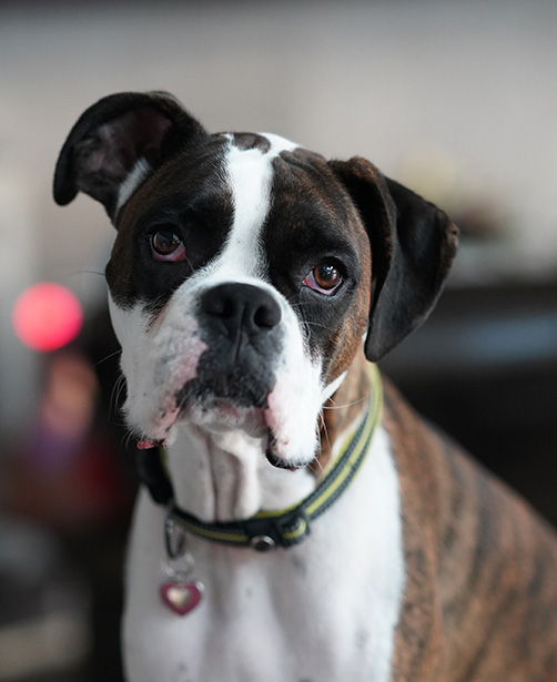 Cooper